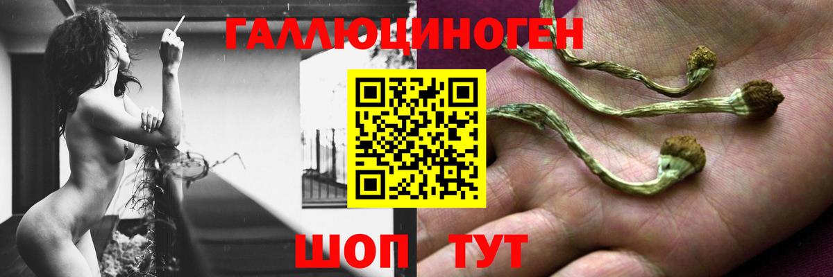 Псилоцибиновые грибы Psilocybe Лабытнанги